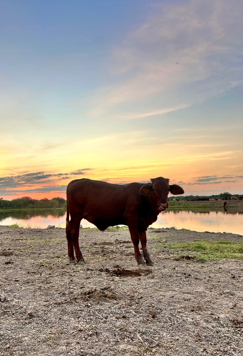 Toro en potrero al atardecer en Rancho Los Ánimas